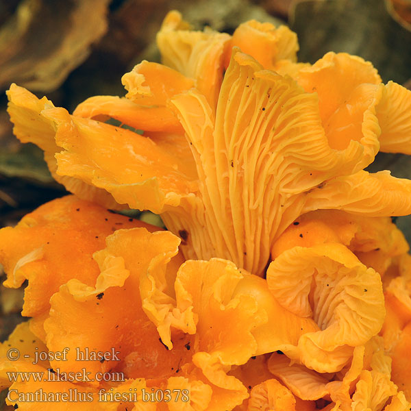 Cantharellus friesii bi0378