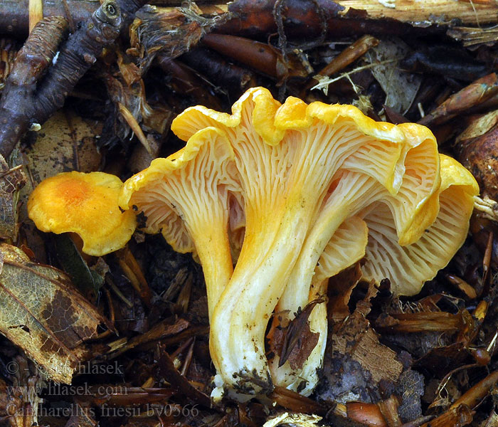 Cantharellus friesii Girolle Chanterelle Fries Frie