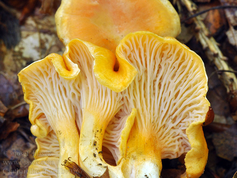 Cantharellus friesii Pieprznik pomarańczowy