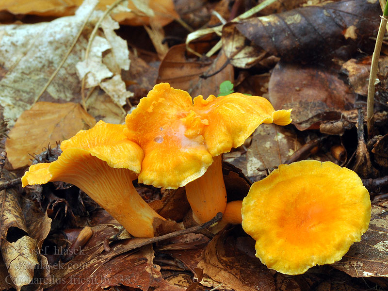 Cantharellus friesii Liška Friesova