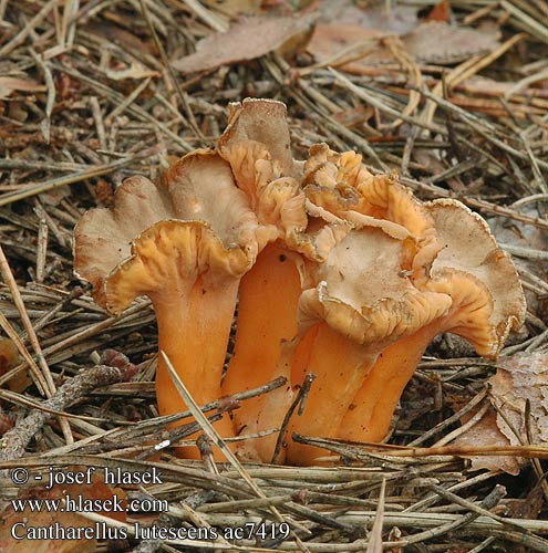 Cantharellus lutescens Yellow Foot Gul Trompetsvamp Kosteikkovahvero Chanterelle jaune Gele Trechtercantharel Cantharel Giroles Jaune Finferla Szagos rókagomba Goldstiefliger Pfifferling Pieprznik żółtawy Kuriatko žltohnedé Liška nažloutlá žlutavá Rebozuelo anaranjado Rödgul trumpetsvamp aurora xanthopus tubiformis tubaeformis Traktkantarell Žolta lisička Лисичка желтеющая