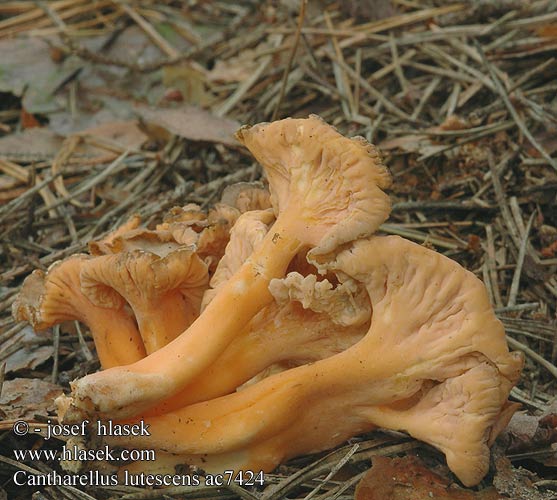 Cantharellus lutescens Liška nažloutlá žlutavá Rebozuelo anaranjado Rödgul trumpetsvamp aurora xanthopus tubiformis tubaeformis Traktkantarell Žolta lisička Лисичка желтеющая Yellow Foot Gul Trompetsvamp Kosteikkovahvero Chanterelle jaune Gele Trechtercantharel Cantharel Giroles Jaune Finferla Szagos rókagomba Goldstiefliger Pfifferling Pieprznik żółtawy Kuriatko žltohnedé