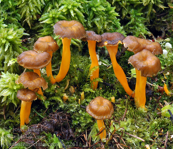 Cantharellus lutescens Kosteikkovahvero Chanterelle jaune