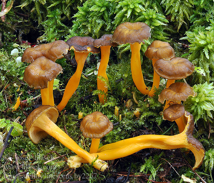 Cantharellus lutescens Gele Trechtercantharel Cantharel Giroles Jaune