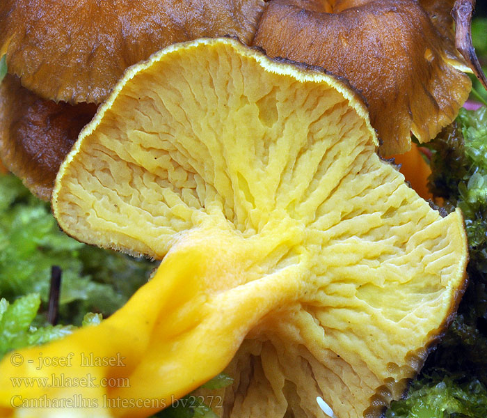 Cantharellus lutescens Finferla Szagos rókagomba