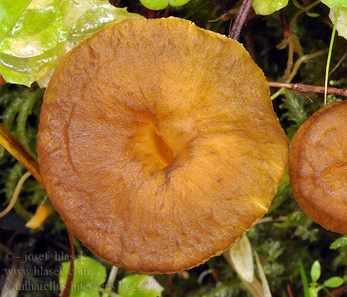 Cantharellus lutescens Pieprznik żółtawy