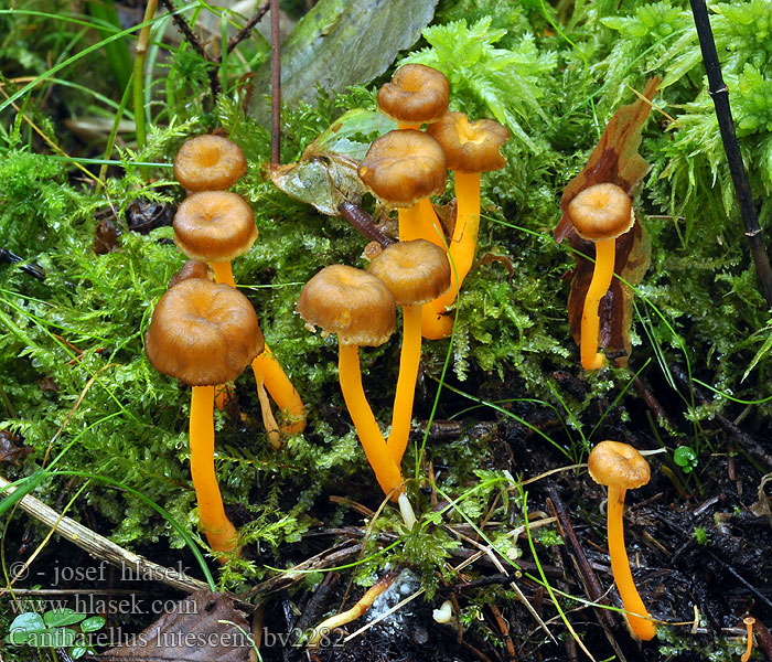 Cantharellus lutescens Kuriatko žltohnedé