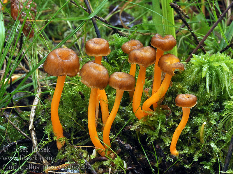 Cantharellus lutescens Liška nažloutlá žlutavá