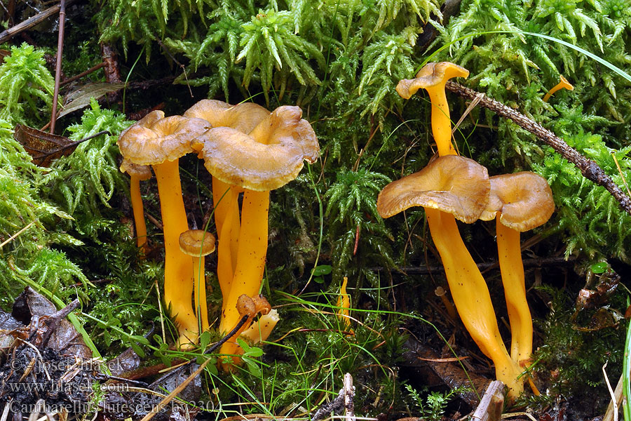 Cantharellus lutescens Rebozuelo anaranjado Rödgul trumpetsvamp