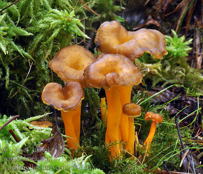 Cantharellus lutescens aurora xanthopus tubiformis tubaeformis