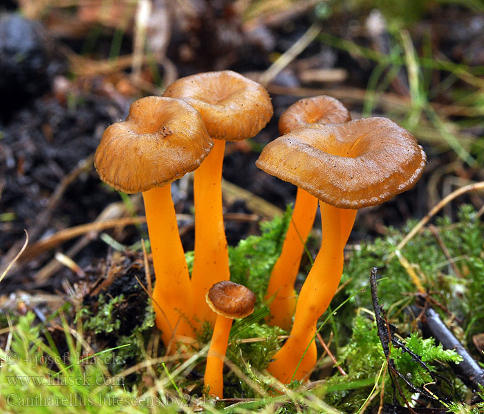 Cantharellus lutescens Traktkantarell Žolta lisička