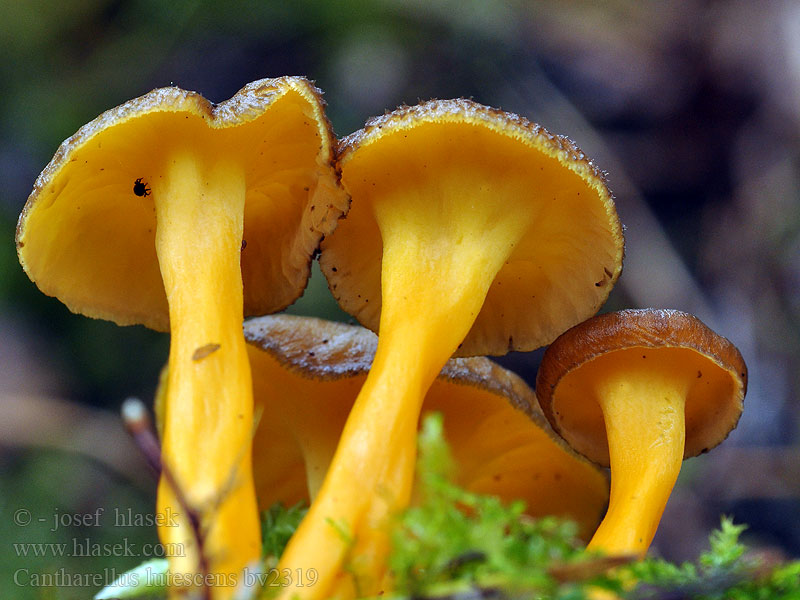 Cantharellus lutescens Лисичка желтеющая