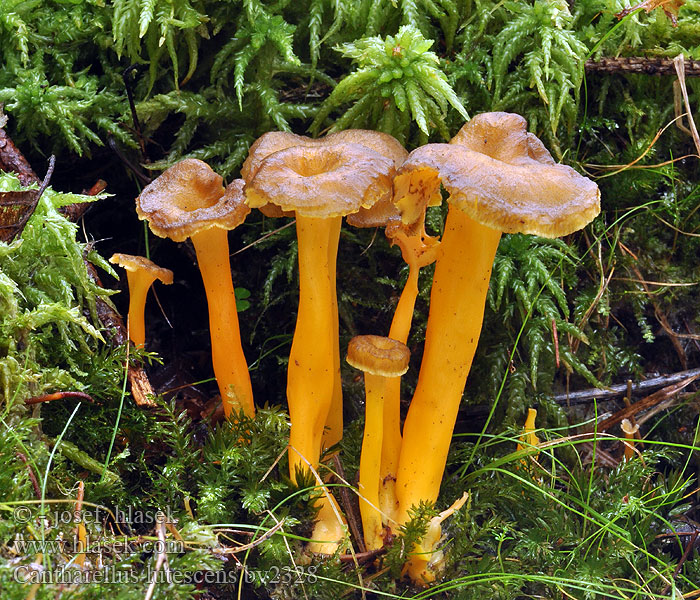 Cantharellus lutescens Pieprznik żółtawy