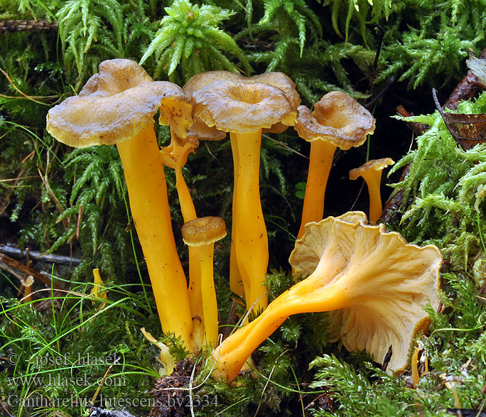 Cantharellus lutescens Kuriatko žltohnedé