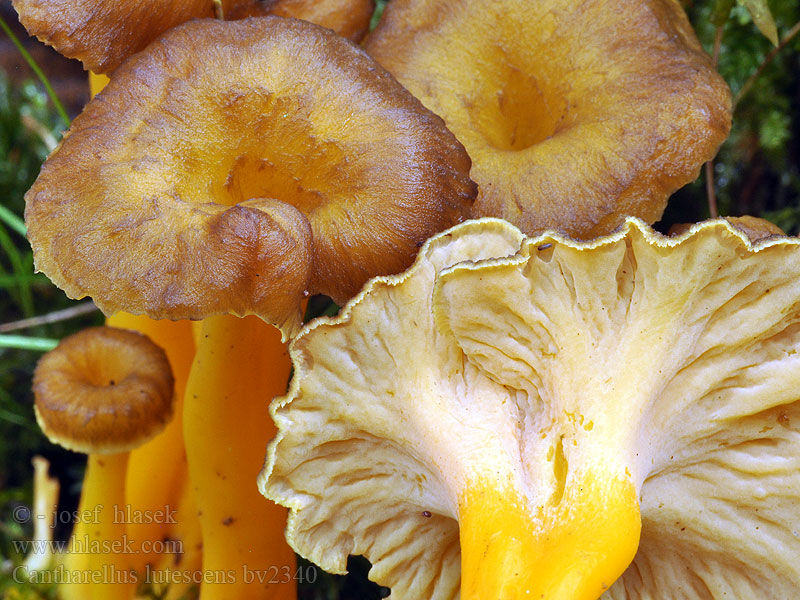 Cantharellus lutescens Rebozuelo anaranjado