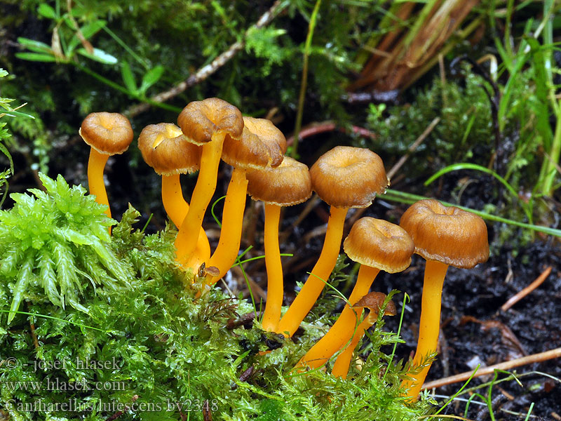 Cantharellus lutescens Finferla