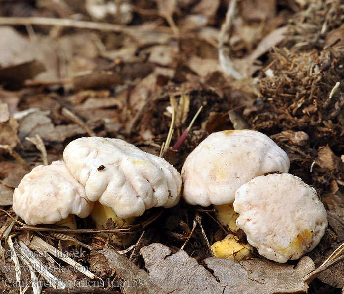 Blasser Pfifferling Pale Chanterelle Bleg kantarel