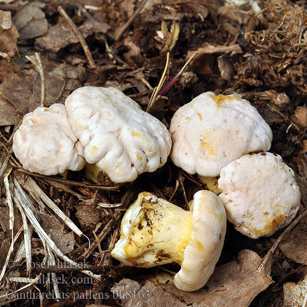 Cantharellus pallens bh8163