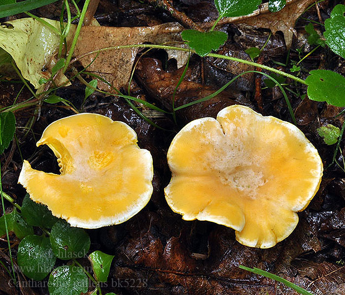 Cantharellus_pallens_bk5228