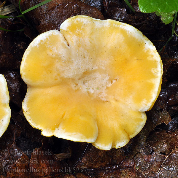 Cantharellus_pallens_bk5237