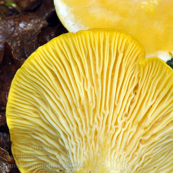 Cantharellus_pallens_bk5246