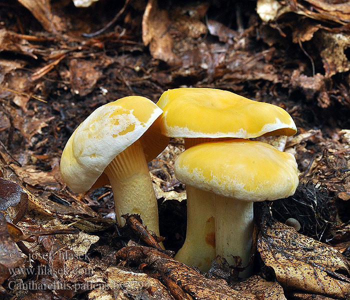 Cantharellus pallens Liška bledá Blasser Pfifferling