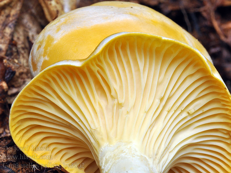 Cantharellus pallens Pale Chanterelle Bleg kantarel