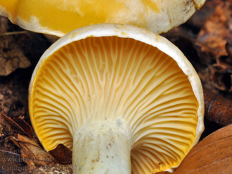 Cantharellus pallens Kalvasvahvero Κανθαρέλος χλωμός