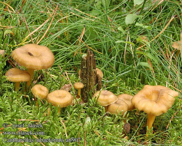 Cantharellus tubaeformis Liška nálevkovitá