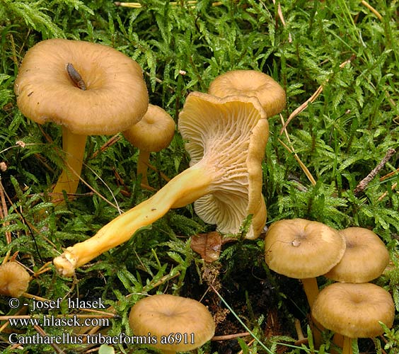 Cantharellus tubaeformis a6911