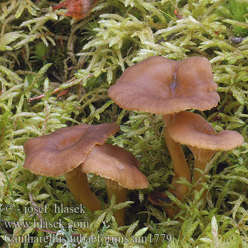 Kuriatko lievikovité Yellow Foot Trumpet Chanterelle