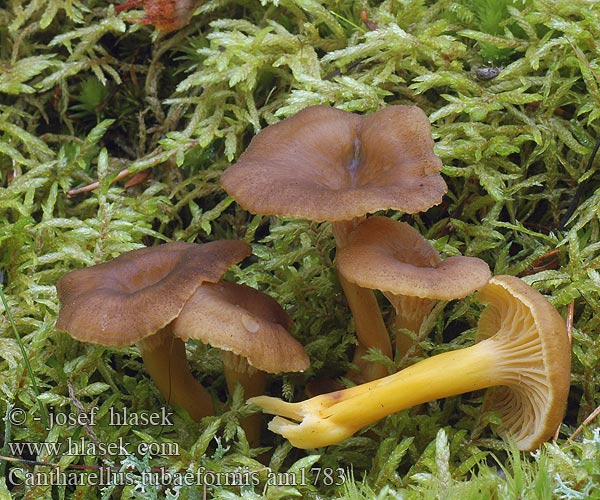 Cantharellus tubaeformis am1783