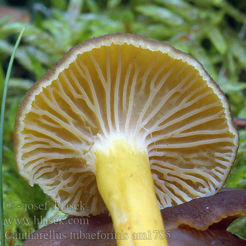 Cantharellus tubaeformis am1785