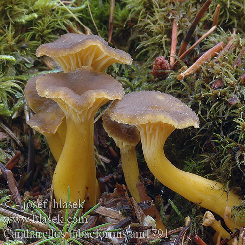 Trattkantarell Cantharellus tubaeformis Liška nálevkovitá