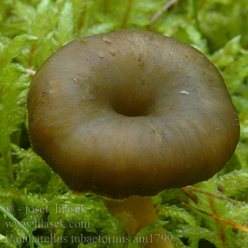 Cantharellus tubaeformis am1799