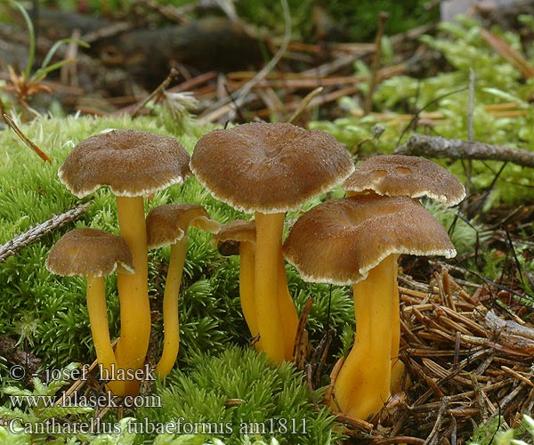 Pieprznik trąbkowy Rebozuelo atrompetado Chanterelle tube