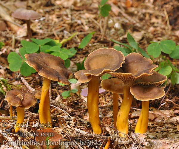 Cantharellus tubaeformis be3425