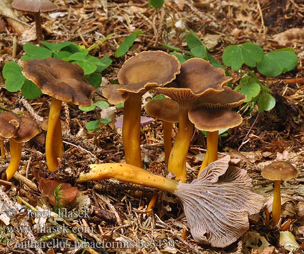 Chanterelle tube Trompeten-Pfifferling Trompetenpfifferling