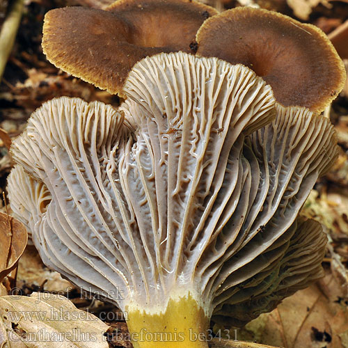 Cantharellus tubaeformis be3431