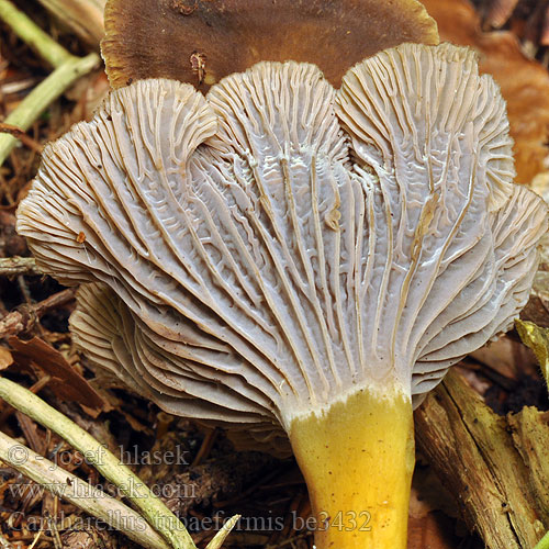 Yellow Foot Trumpet Chanterelle Autumn Tragt-Kantarel