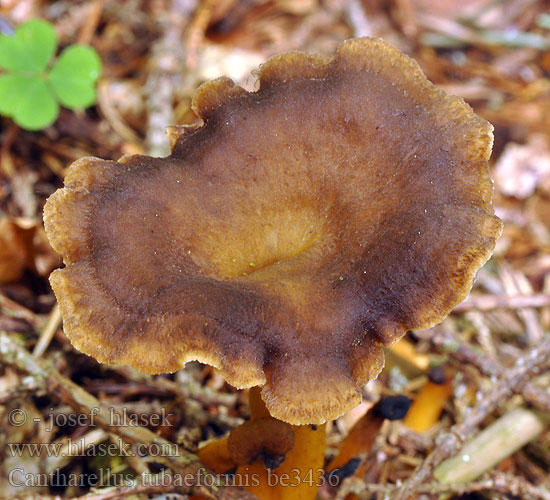 Cantharellus tubaeformis be3436