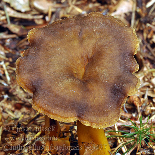 Cantharellus tubaeformis be3437