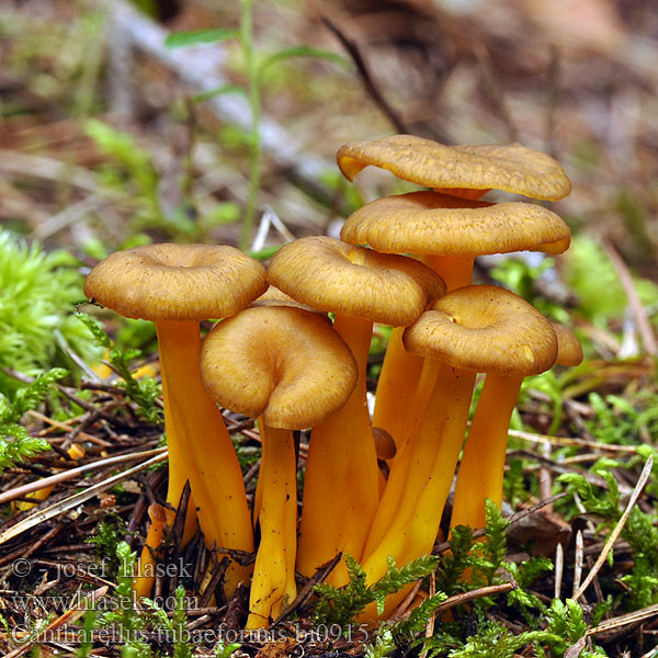 Cantharellus tubaeformis bi0915