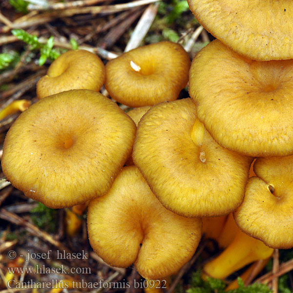 Cantharellus tubaeformis bi0922