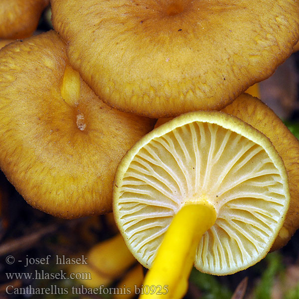 Cantharellus tubaeformis bi0925