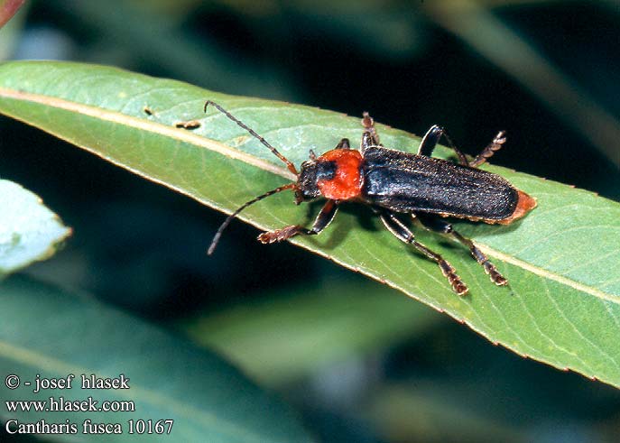 Cantharis fusca 10167