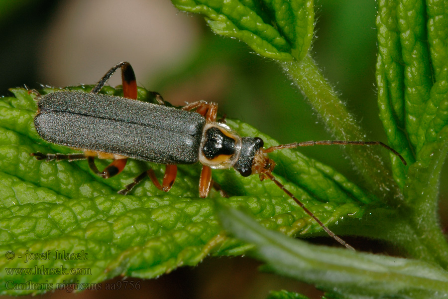 Cantharis nigricans Graugelber Weichkäfer Gestreepte weekkever Omomiłek szarowłosy Мягкотелка черноватая