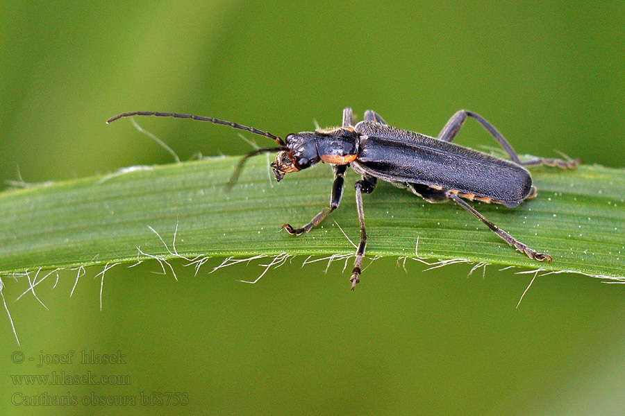 Cantharis obscura Dunkler Fliegenkäfer Мягкотелка тёмная