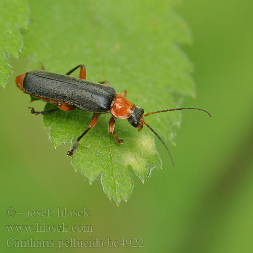 Cantharis pellucida rustica Soldatenkäfer Svartröd flugbagge Black Red Soldier Beetle Omomiłek wiejski Kaunosylkikuoriainen Zwart Soldaatje Мягкотелка яркая