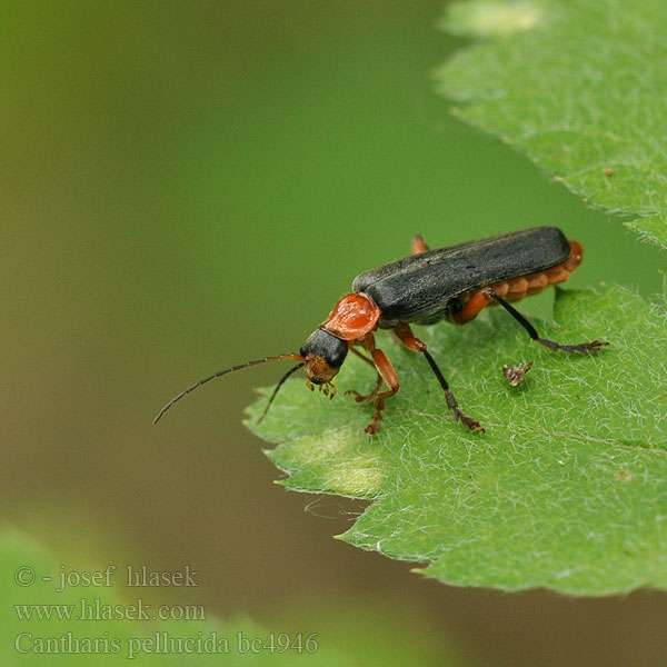 Black Red Soldier Beetle Omomiłek wiejski Kaunosylkikuoriainen Zwart Soldaatje Мягкотелка яркая Cantharis pellucida rustica Soldatenkäfer Svartröd flugbagge